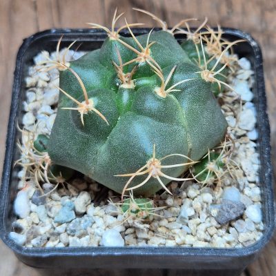 VVG40120 Matucana madisoniorum v. pujupati