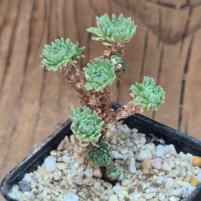VVG40121 Sedum multiceps