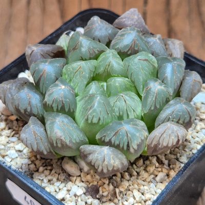 VVG40122 Haworthia obtusa ‘Dodson’ hybrid