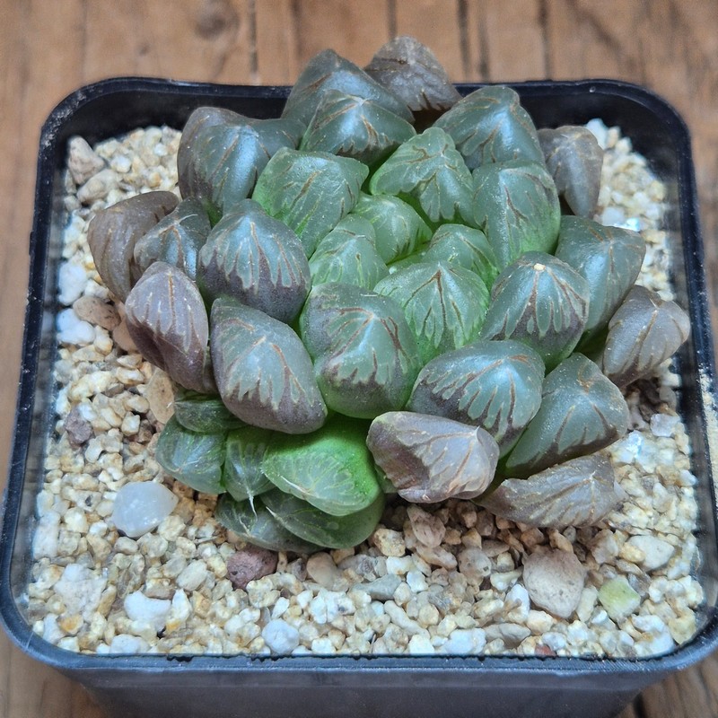 VVG40122 Haworthia obtusa ‘Dodson’ hybrid - Image 2