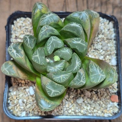 VVG40123 Haworthia 'Viktori' hybrid F2  8 years old seedling