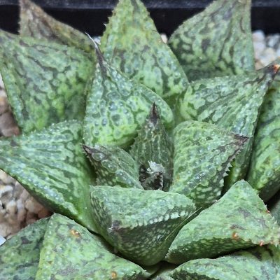 VVG40126 Haworthia reticulata x esterhuisenii x picta -Japan-  8 years old seedling