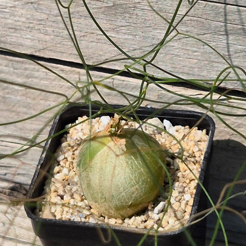 VVG40129 Schizobasis intricata 6 years old seedling - Image 2