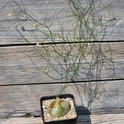 VVG40129 Schizobasis intricata  6 years old seedling