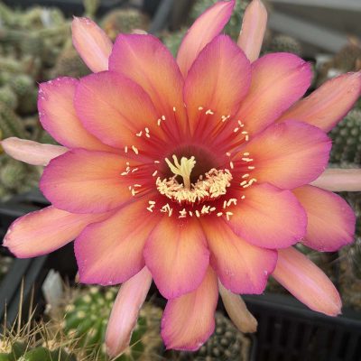LOT1197 20 SEEDS/20 СЕМЕНА Echinopsis hybrid 10-2002 'Orange Violet' harvest 2026