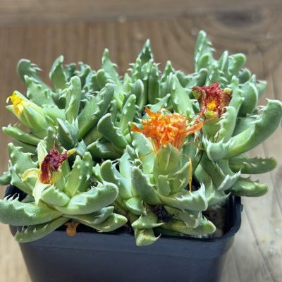 SH39780 Faucaria bosscheana ex MG 1493.7, 8 years old