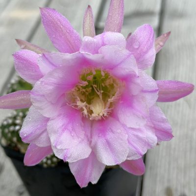 SH39781 Echinopsis hybrid