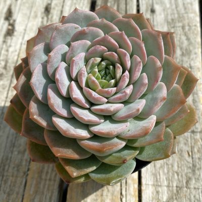 SH40213 Echeveria 'Violet Queen'