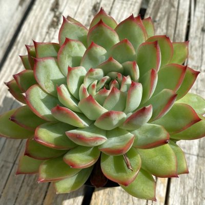 SH40214 Echeveria pulidonis hybrid