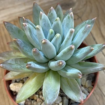 SH40215 Echeveria hookeri
