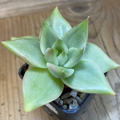 SH40216 Echeveria agavoides 'Green'