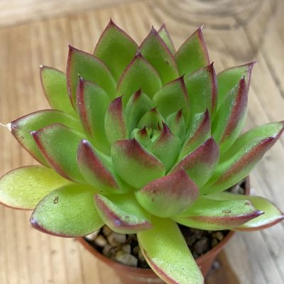 SH40217 Echeveria pulidonis