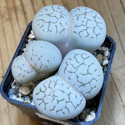SH40224 Dinteranthus vanzylii