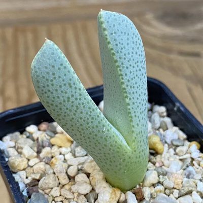 SH40341 Cheiridopsis albirosea SB 722
