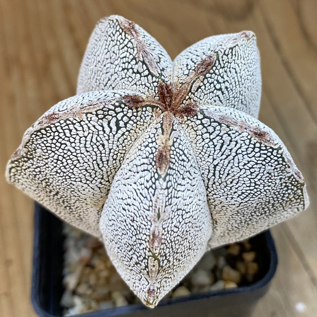 Astrophytum myriostigma ‘Onzuka’ V-type